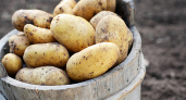 Агрофирма «Трио» может наладить производство картофеля в Елецком районе Липецкой области