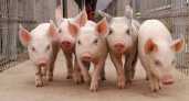 В России поголовье свиней выросло на 7,9%