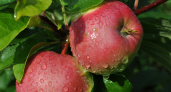 Липецкая «Агрофирма им. 15 лет Октября» нацелено на увеличение производства яблок