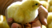 ПХ Рудничное приступила к строительству племрепродуктора в Липецкой области