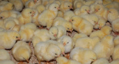 Площадка племрепродуктора обошлась липецкой птицеводческой компании «Рудничное» в 1 млрд рублей