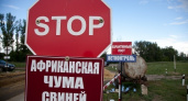 Африканская чума свиней опустошит бюджет Липецкой области