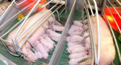 Группа «Черкизово» готовится к открытию первого свиноводческого репродуктора в Липецкой области