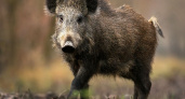 Липецкая прокуратура оштрафовала «Экосистему» за отстрел дикого кабана без разрешения