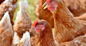 Птицефабрику «Куриное царство» исключили из участников елецкой экономзоны за невыполнение обязательств
