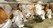 Объём производства сельхозпродукции в Липецкой области увеличился до 55 млрд рублей