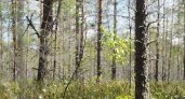 Доходы Липецкой области от использования лесов выросли на 8%