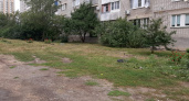В Липецке после предписания УК пришлось окосить территорию вокруг дома