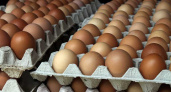 В Липецкой области планируют получить в этом году 680 млн штук пищевых яиц