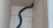 Липчане на прошедшей неделе обнаружили в квартире змей