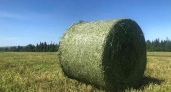 Липецкие аграрии заготовили 41 тыс. тонн сенажа