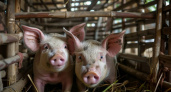 В Липецкой области нарастили производство свиней на убой на 35,4%