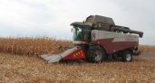 Липецкие аграрии намолотили  400 тысяч тонн кукурузы на зерно