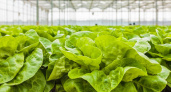 В Липецкой области собрали 1,8 тысячи тонн листовых салатов