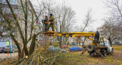 В Липецке продолжается снос и обрезка сухих деревьев