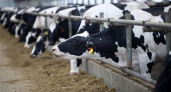 Производство молока в Липецкой области увеличилось на 2,2%