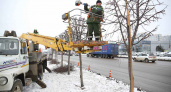 В Липецке в этом году снесено 126 дерева 