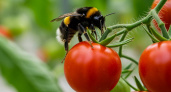 Липецкие «Овощи Черноземья» перешли на отечественных шмелей