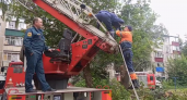 Липецкие спасатели сняли с дерева испуганного котенка
