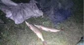 В Липецкой области поймали двух браконьеров с 46 кг рыбы