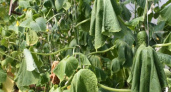 Что делать, если вянут огурцы: спасаем урожаем по советам опытных агрономов