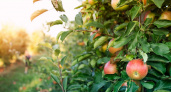 Как не потерять урожай и получить сладкие яблоки: агрономы назвали 5 ошибок в подкормке яблонь в августе