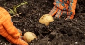 Когда копать картошку: названы главные ошибки, из-за которых урожай не хранится