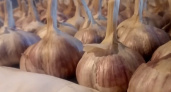 Как угадать идеальный день для посадки озимого чеснока: опытные агрономы раскрывают секреты