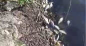 Под Липецком обнаружили множество трупов рыб на берегу водоёма
