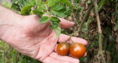 10 вещей, которые не любят томаты: никогда не совершайте этих ошибок 