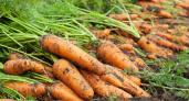 Чтобы морковь была сахарной и не гнила: эксперты назвали точный срок уборки