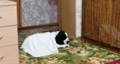 О чем думают собаки в последние минуты жизни: что говорят эксперты