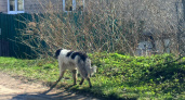 Жители Липецка опасаются стаю собак рядом с школой №37