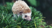 Появление ежа на участке - не милота, а тревожный знак: вот почему нужно прогнать его