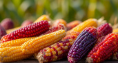 Стеклянная кукуруза — радуга на вашей грядке: как вырастить диковинный сорт