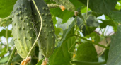 Плодовитость на высоте: эта огуречная лиана будет усыпана плодами – любимый сорт среди российских дачников