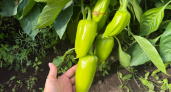 Сажаю каждый год и собираю по 7 кг с куста: эти перцы не боятся холода – стойкие к болезням и сладкие