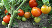 Теплица вам не пригодится: эти сорта помидоров выдерживают ветра и радуют урожаем