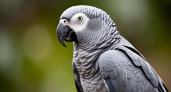 Один попугай перевернул науку: как птица заставила учёных иначе взглянуть на интеллект животных