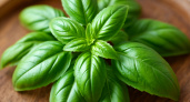 Базилик, который не боится зимы: как семена выживают в Черноземье
