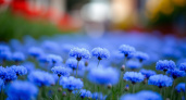 Как продлить цветение сада? Синие многолетники цветут с апреля по ноябрь