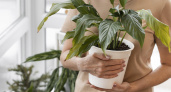 Эти 12 домашних растений подарят счастье и удачу в дом — народные приметы не врут
