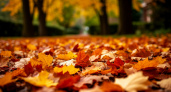 Обычные осенние листья спасут ваш сад зимой: простой способ, о котором многие забывают