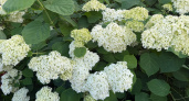Гортензия больше не в моде – сад завоевывает новый эффектный кустарник: цветет все лето и до самых заморозков