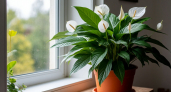 Стакан дешёвой подкормки весной: спатифиллум цветёт как заводной — море белых «парусов» обеспечено