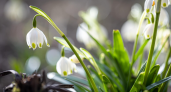 Липецкие подснежники могут обойтись в миллион рублей
