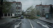 Дерево рухнуло на улице Неделина и заблокировало дорогу