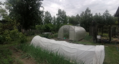 Яичная скорлупа на огороде: куда её сыпать, сколько нужно и работает ли вообще — честный отзыв дачников