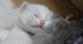 10 пород кошек, от которых невозможно оторвать взгляд: самые красивые пушистики