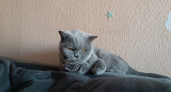 Какую кошку вы выбрали: 5 популярных пород, которые говорят о характере хозяина